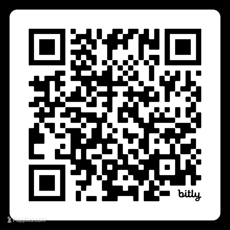 Balto, Full AKC Red Toy Poodle – Poodle - Toy  puppy on hold in Rigby, ID