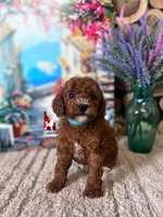 Dallas, Red w/ White Mini Poodle Boy ~ Pet, a male Poodle - Miniature  for sale in Rigby, ID – 3 of 3