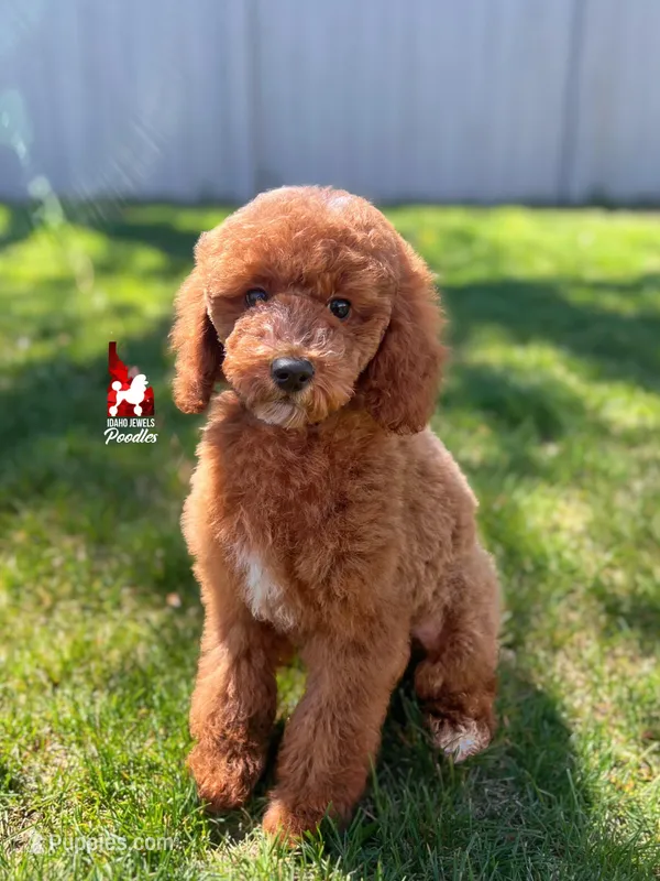 Dallas, Red w/ White Mini Poodle Boy ~ Pet – Poodle - Miniature  puppy for sale in Rigby, ID