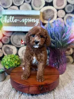 Dallas, Red w/ White Mini Poodle Boy ~ Pet, a male Poodle - Miniature  for sale in Rigby, ID – 2 of 3