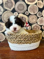 Gild🩵🪄CLEAR, a male Poodle - Miniature  for sale in Rigby, ID – Photo 1 of 3