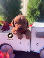 Captain, Red F1 Cavapoo Boy ~ Pet, a male Cavalier King Charles Spaniel and Poodle - Miniature  for sale in Rigby, ID – 3 of 7