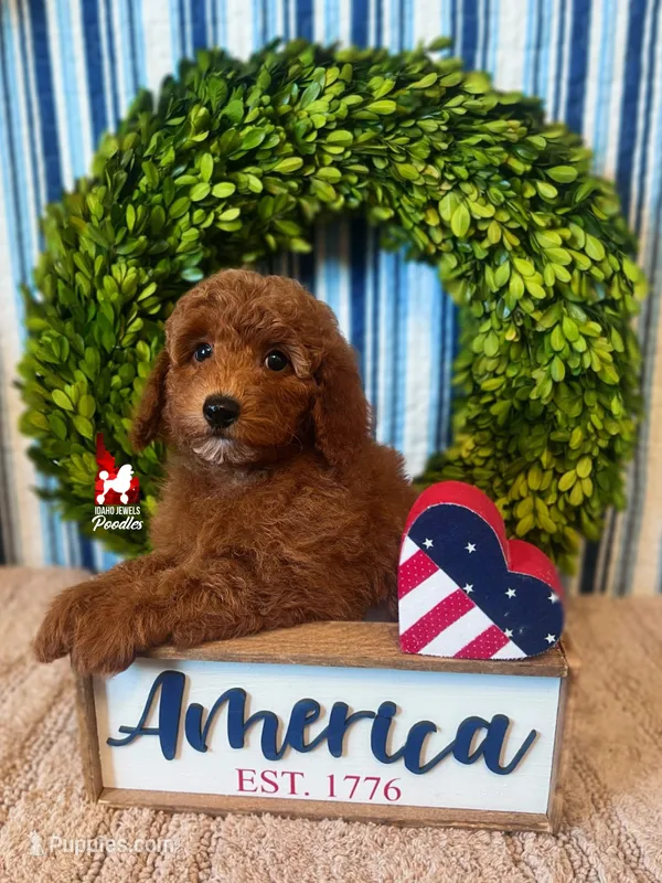 Ava, Red Mini Poodle Girl ~ Breeder or Pet – Poodle - Miniature  puppy for sale in Rigby, ID