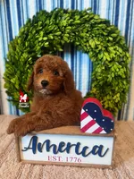 💯Ava, Red Mini Poodle Girl ~ Breeder or Pet, a female Poodle - Miniature  for sale in Rigby, ID – 4 of 9