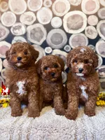 Athena, Red w/ White Mini Poodle Girl ~ Pet, a female Poodle - Miniature  for sale in Rigby, ID – 2 of 2