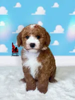 Woody, Red w/ White Small Moyen Poodle Boy ~ Breeder or Pet, a male Poodle - Miniature  for sale in Rigby, ID – 1 of 2