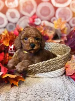 🎮Deku, Red Toy Poodle Boy ~ Pet, a male Poodle - Toy  for sale in Rigby, ID – 1 of 2