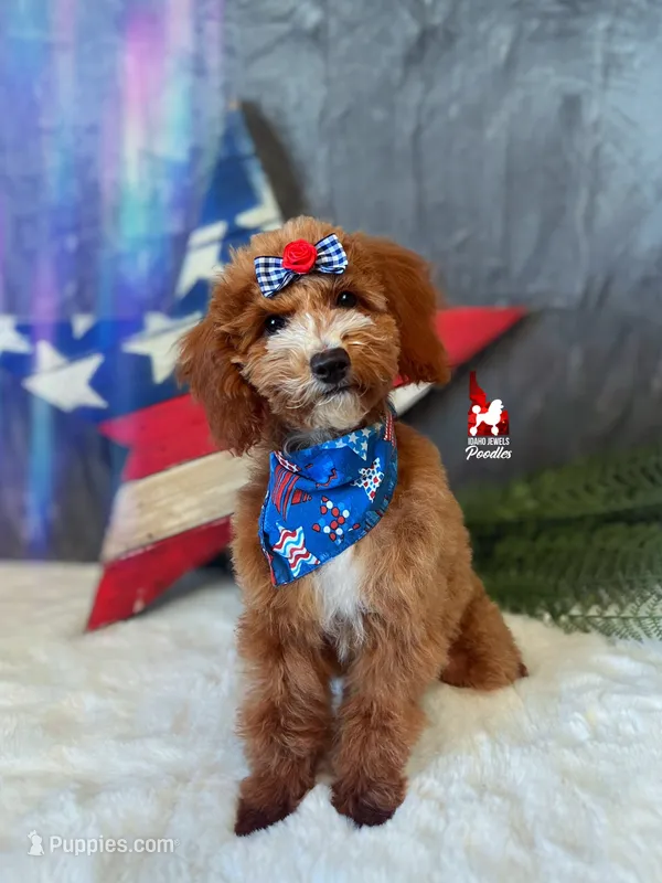 Florence the Red w/ White Markings Mini Poodle Girl ~ Pet – Poodle - Miniature  puppy for sale in Rigby, ID