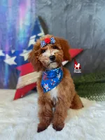 Florence the Red w/ White Markings Mini Poodle Girl ~ Pet, a female Poodle - Miniature  for sale in Rigby, ID – 1 of 5