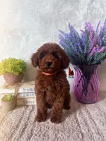 Maple, Red Mini Poodle Girl ~ Pet, a female Poodle - Miniature  for sale in Rigby, ID – Photo 1 of 3