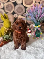 Maple, Red Mini Poodle Girl ~ Pet, a female Poodle - Miniature  for sale in Rigby, ID – Photo 2 of 3