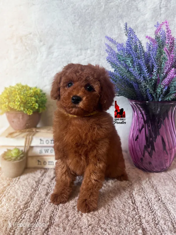Honey, Red Mini Poodle Girl ~ Pet – Poodle - Miniature  puppy for sale in Rigby, ID