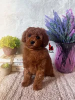 Honey, Red Mini Poodle Girl ~ Pet, a female Poodle - Miniature  for sale in Rigby, ID – Photo 1 of 3
