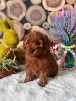 Honey, Red Mini Poodle Girl ~ Pet, a female Poodle - Miniature  for sale in Rigby, ID – Photo 2 of 3