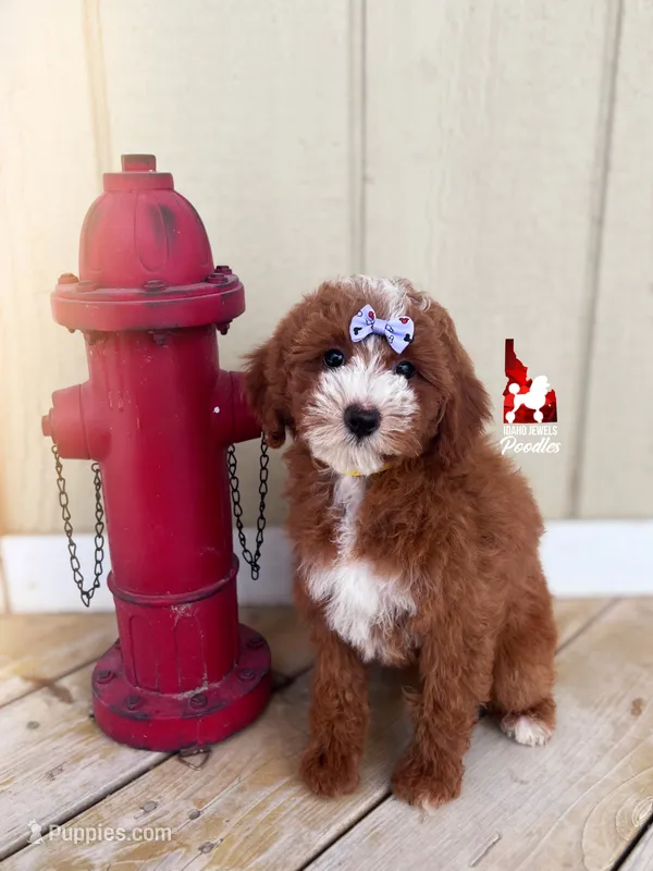 Daisy, Red w/ White Markings Mini Poodle Girl ~ Pet – Poodle - Miniature  puppy for sale in Rigby, ID