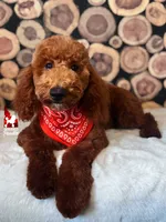 💯Audrey, Red Large Mini / Small Moyen Poodle Girl ~ Pet, a female Poodle - Miniature  for sale in Rigby, ID – 2 of 10