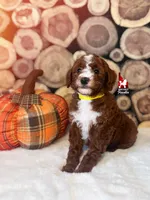Ginger, Dark Red Abstract Small Moyen Poodle Girl ~ Breeder or Pet, a female Poodle - Miniature  for sale in Rigby, ID – 2 of 3