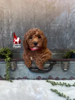 Audrey, Red Mini Poodle Girl ~ Pet, a female Poodle - Miniature  for sale in Rigby, ID – 1 of 4