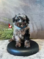 Grayson, Blue Merle Phantom Mini Poodle Boy ~Breeder or Pet, a male Poodle - Miniature  for sale in Rigby, ID – 5 of 6