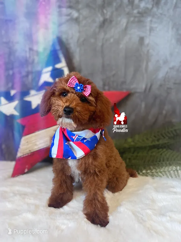 Malibu, Red w/ White Mini Poodle Girl ~ Pet – Poodle - Miniature  puppy for sale in Rigby, ID