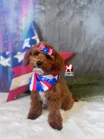 Malibu, Red w/ White Mini Poodle Girl ~ Pet, a female Poodle - Miniature  for sale in Rigby, ID – 1 of 4