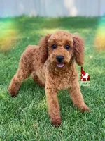 🍄Mario, Red Mini Poodle Boy ~Breeder or Pet, a male Poodle - Miniature  for sale in Rigby, ID – 3 of 10