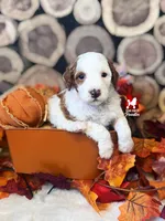 Uno, Red Parti Moyen-Sized Poodle Boy ~ Breeder or Pet, a male Poodle - Multi-Colored Standard for sale in Rigby, ID – 2 of 3