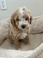 Charlie, a male Miniature Goldendoodle for sale in Flushing, MI – Photo 1 of 2