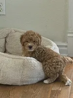 Cooper, a male Miniature Goldendoodle for sale in Flushing, MI – Photo 2 of 4