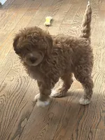 Cooper, a male Miniature Goldendoodle for sale in Flushing, MI – Photo 4 of 4