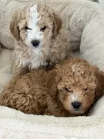 Cooper, a male Miniature Goldendoodle for sale in Flushing, MI – Photo 3 of 4