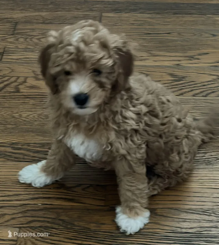 Cooper – Miniature Goldendoodle puppy for sale in Flushing, MI