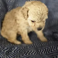 IMAGE, a male Poodle - Toy  for sale in Attleboro, MA – 3 of 5