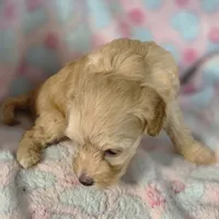 Story, a female Poodle - Toy  for sale in Attleboro, MA – 4 of 5