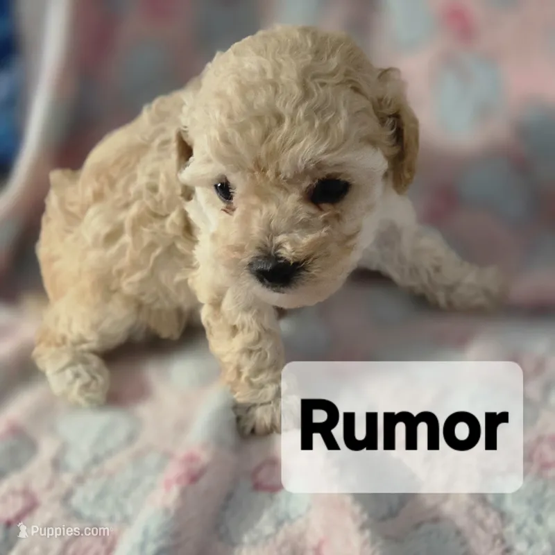 RUMOR  – Poodle - Toy  puppy for sale in Attleboro, MA