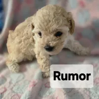 RUMOR , a female Poodle - Toy  for sale in Attleboro, MA – 1 of 4