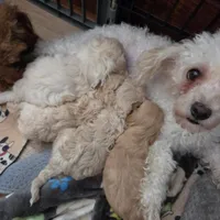 Story, a female Poodle - Toy  for sale in Attleboro, MA – 5 of 5