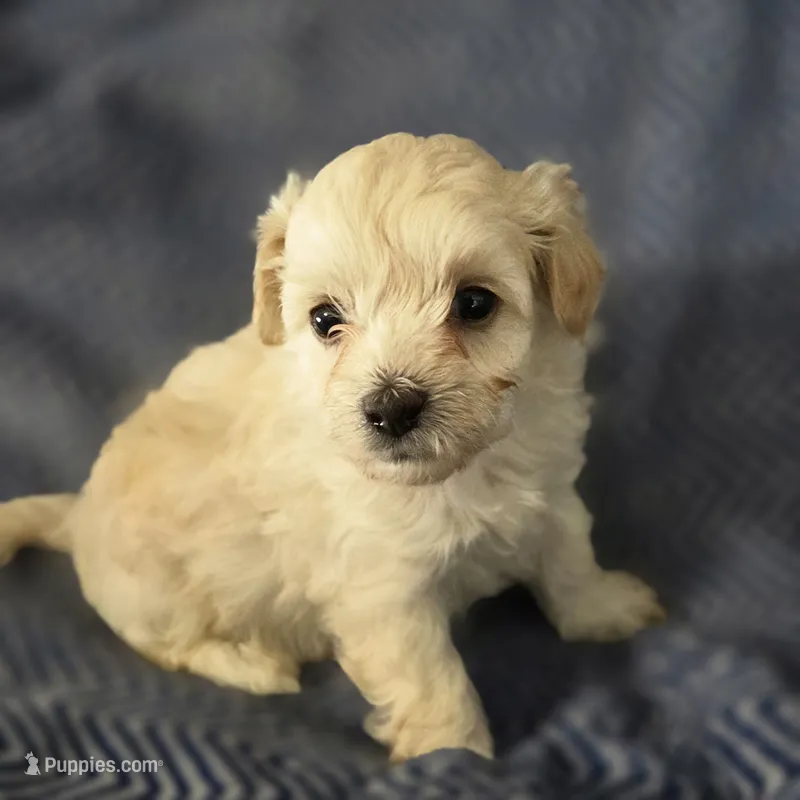 KARMA – Poodle - Toy  puppy for sale in Attleboro, MA