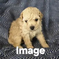 IMAGE, a male Poodle - Toy  for sale in Attleboro, MA – 4 of 5