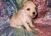 Maple, a female Poodle - Toy  for sale in Attleboro, MA – Photo 1 of 2