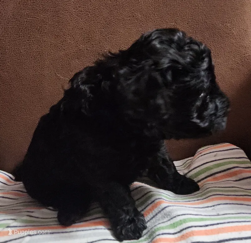 Sweet Ninja – Poodle - Toy  puppy for sale in Attleboro, MA