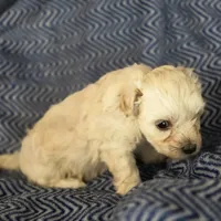 KARMA, a male Poodle - Toy  for sale in Attleboro, MA – 5 of 5