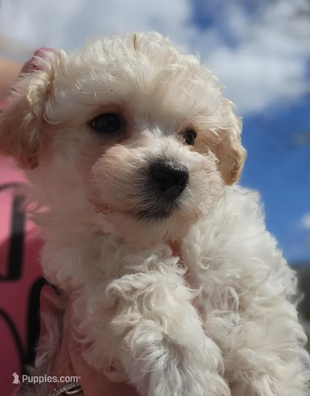 SANDY...Ready  – Poodle - Toy  puppy for sale in Attleboro, MA