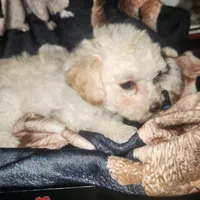 Sweetie..Ready , a female Poodle - Toy  for sale in Attleboro, MA – Photo 2 of 5