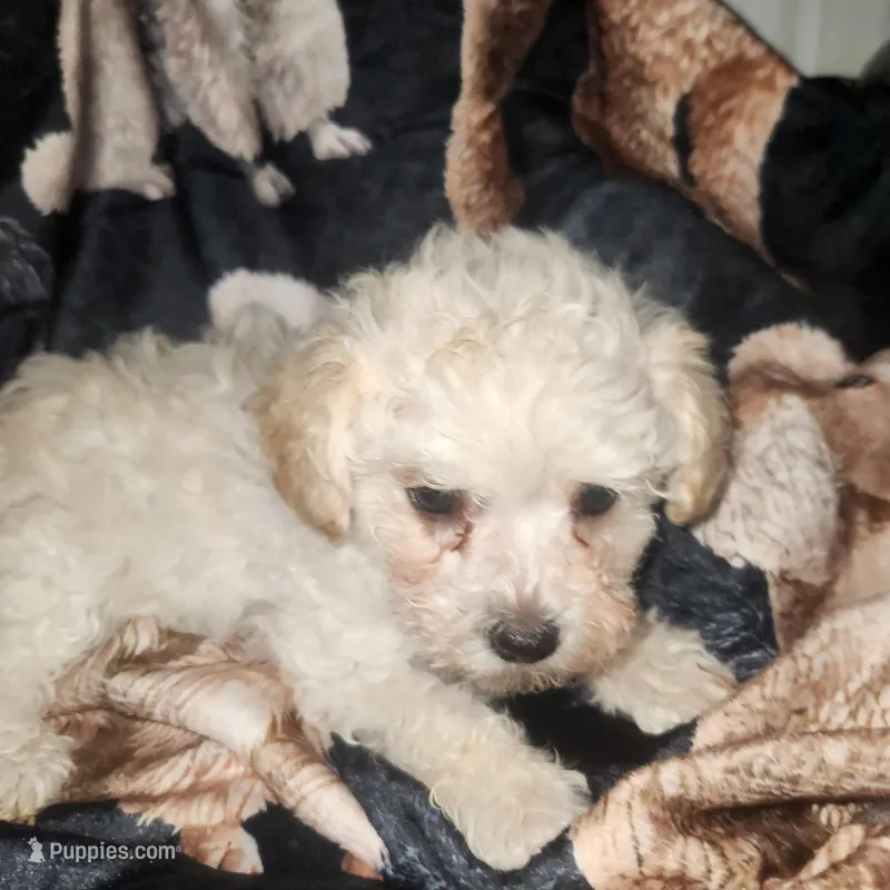 Sweetie..Ready  – Poodle - Toy  puppy for sale in Attleboro, MA