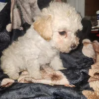 Sweetie..Ready , a female Poodle - Toy  for sale in Attleboro, MA – Photo 3 of 5