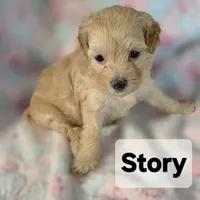 Story, a female Poodle - Toy  for sale in Attleboro, MA – 3 of 5
