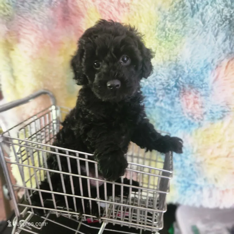  Ninja – Poodle - Toy  puppy for sale in Attleboro, MA