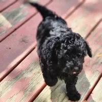 Ninja, a male Poodle - Toy  and Poodle - Miniature  for sale in Attleboro, MA – 3 of 3