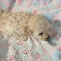 RUMOR , a female Poodle - Toy  for sale in Attleboro, MA – 2 of 4